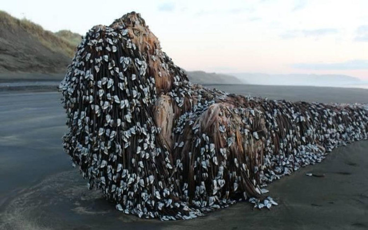 Picture 1 of The 'Muriwai Monster' was covered in the New Zealand coast