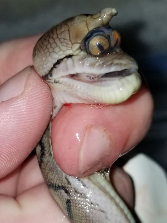 Picture 1 of The mutant 2-eyed python clung to each other to make everyone watch
