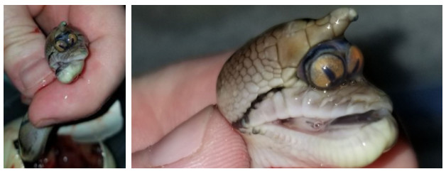 Picture 2 of The mutant 2-eyed python clung to each other to make everyone watch