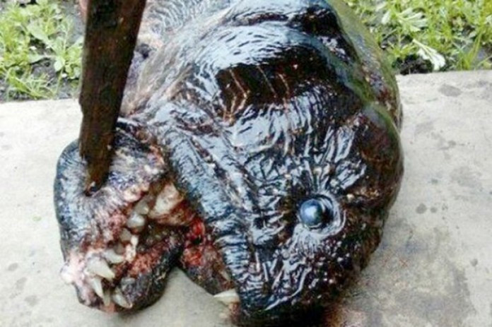 Picture 1 of The mutant monster I had was like a piranha