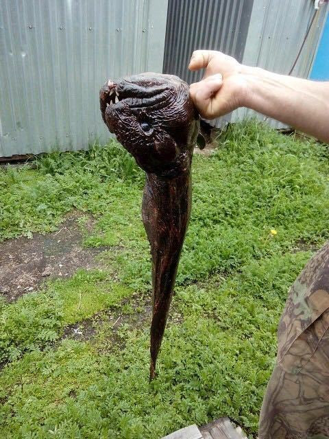 Picture 2 of The mutant monster I had was like a piranha
