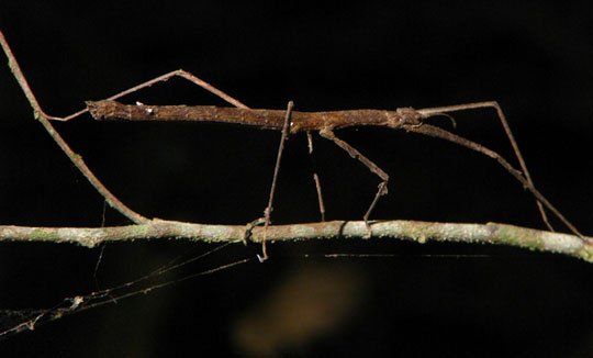 Picture 10 of The 'mutants' in nature