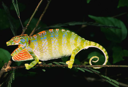 Picture 3 of The 'mutants' in nature