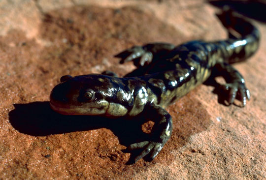 Picture 7 of The 'mutants' in nature