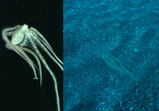 Picture 9 of The 'mutants' in nature