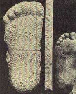 Picture 3 of The mysteries surrounding big foot creatures