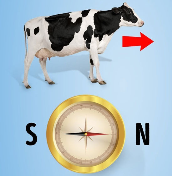 Picture 3 of The mysteries that scientists cannot explain