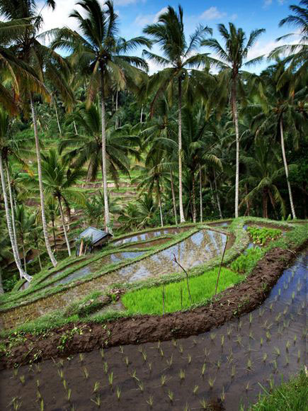 Picture 5 of The mysterious beauty of Indonesia