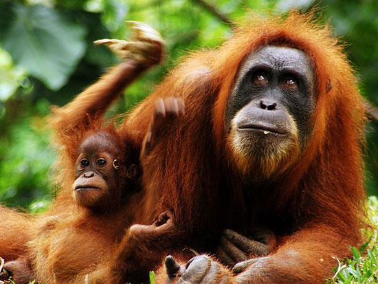 Picture 6 of The mysterious beauty of Indonesia