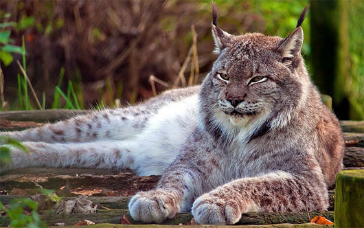 Picture 1 of The mysterious beauty of the giant rare wild cat