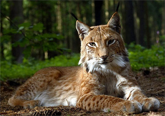 Picture 2 of The mysterious beauty of the giant rare wild cat