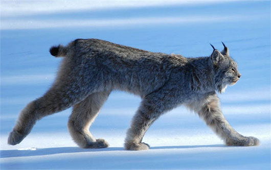 Picture 3 of The mysterious beauty of the giant rare wild cat