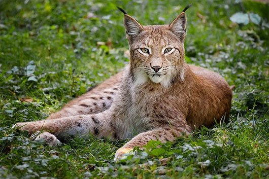 Picture 4 of The mysterious beauty of the giant rare wild cat