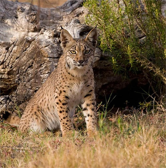 Picture 5 of The mysterious beauty of the giant rare wild cat