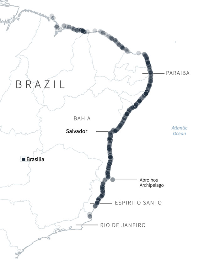 Picture 10 of The mysterious 'black tide' suffocates Brazil's more than 4,400km coastline