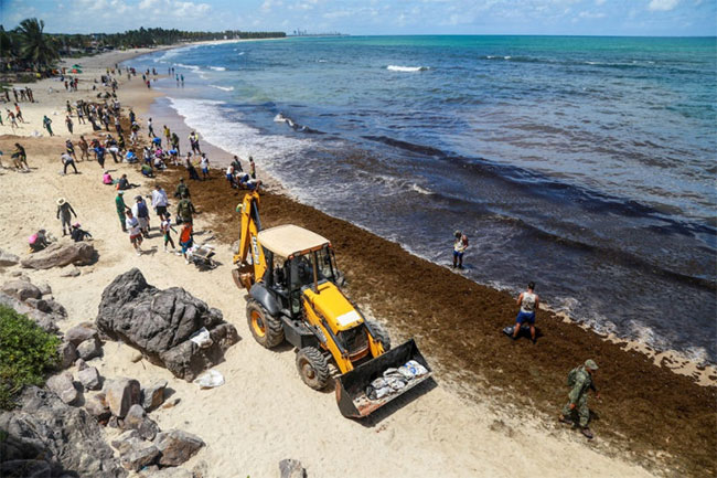 Picture 11 of The mysterious 'black tide' suffocates Brazil's more than 4,400km coastline