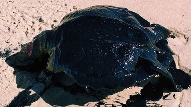 Picture 7 of The mysterious 'black tide' suffocates Brazil's more than 4,400km coastline