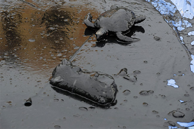 Picture 9 of The mysterious 'black tide' suffocates Brazil's more than 4,400km coastline