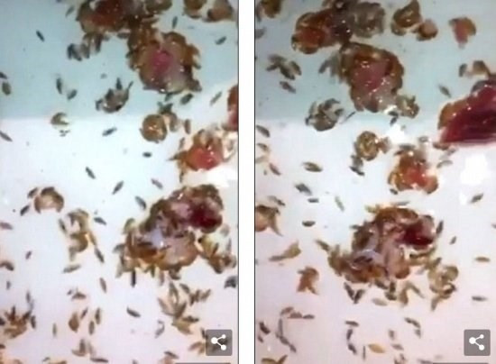 Picture 3 of The mysterious carnivorous marine life is causing many people to fear