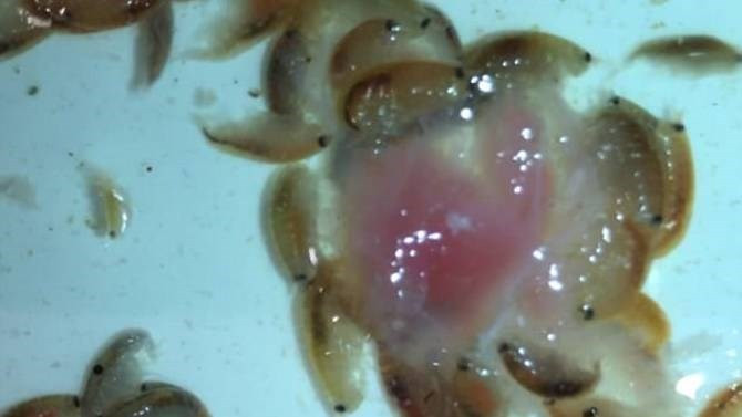 Picture 4 of The mysterious carnivorous marine life is causing many people to fear
