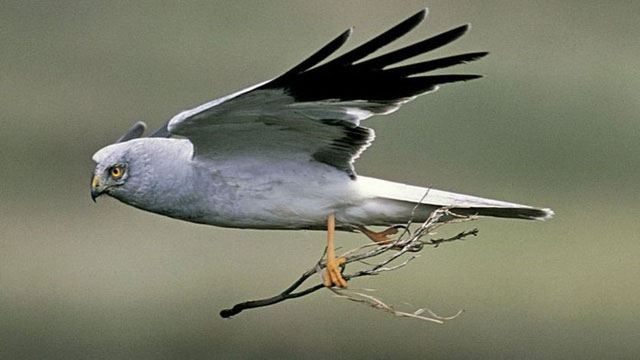 Picture 3 of The mysterious disappearance of rare birds