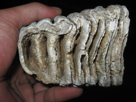 Picture 1 of The mysterious fossil of strange strange animal teeth in Quang Nam
