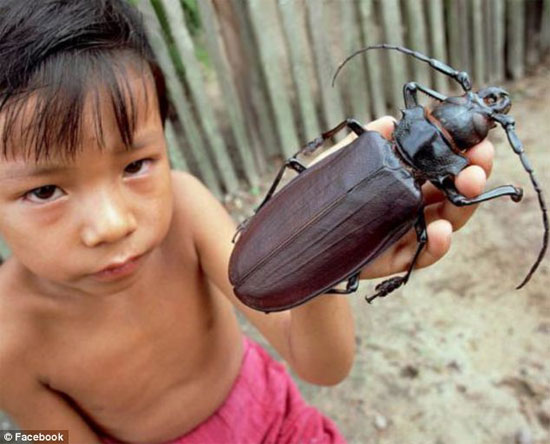 Picture 1 of The mysterious giant beetle