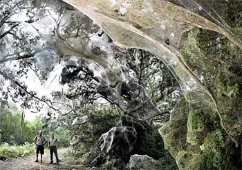 Picture 2 of The mysterious giant spider web