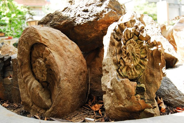 Picture 3 of The mysterious glowing stone in the night in Dong Nai