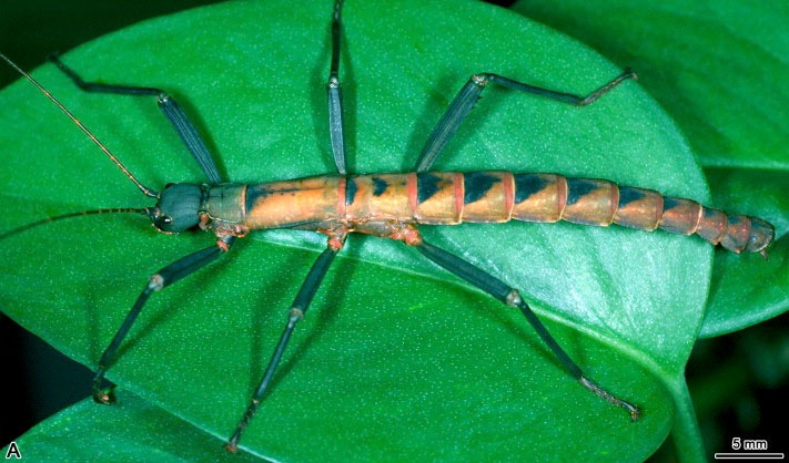Picture 1 of The mysterious 'mobile rod' in Southeast Asia