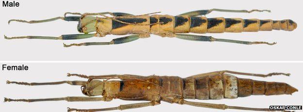 Picture 2 of The mysterious 'mobile rod' in Southeast Asia