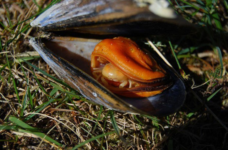 Picture 2 of The mysterious 'monsters' deep sea