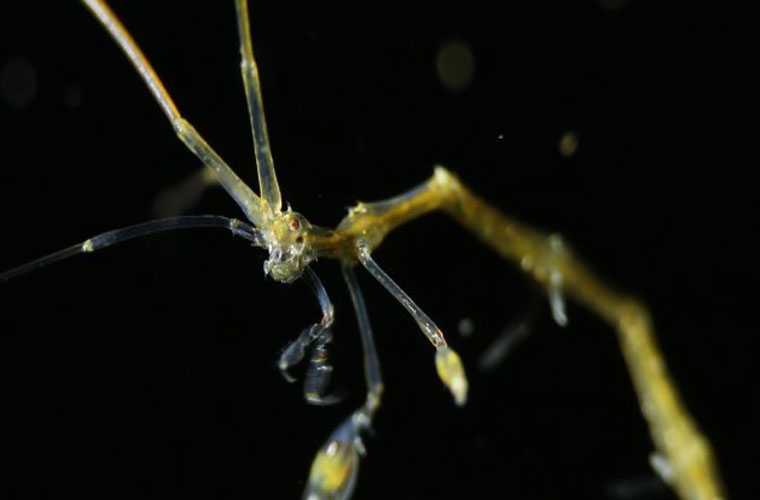 Picture 3 of The mysterious 'monsters' deep sea