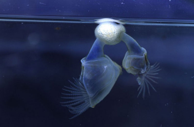 Picture 4 of The mysterious 'monsters' deep sea