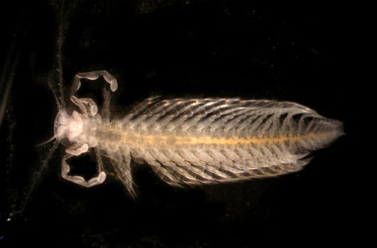 Picture 5 of The mysterious 'monsters' deep sea