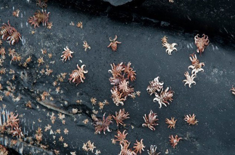 Picture 6 of The mysterious 'monsters' deep sea
