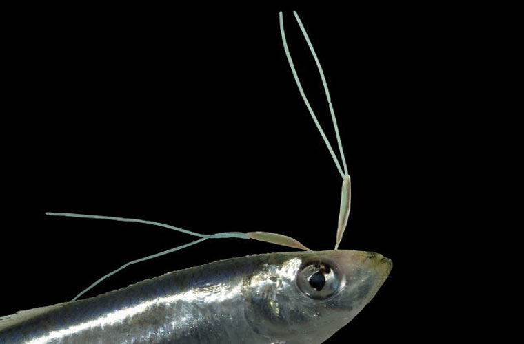 Picture 8 of The mysterious 'monsters' deep sea