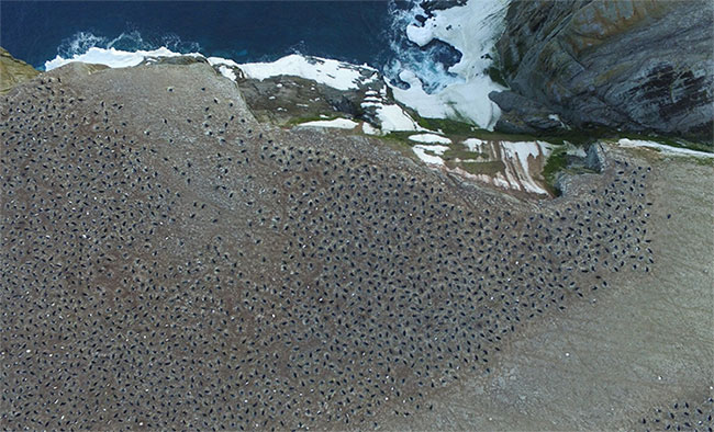 Picture 1 of The 'mysterious nest' of 1.5 million penguin humans has never known