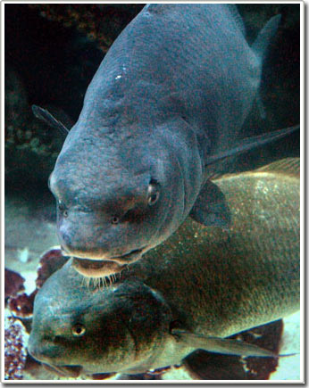 Picture 1 of The mysterious sounds of fish in the ocean