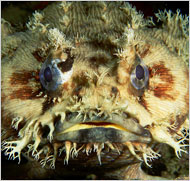 Picture 2 of The mysterious sounds of fish in the ocean