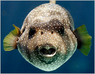 Picture 3 of The mysterious sounds of fish in the ocean