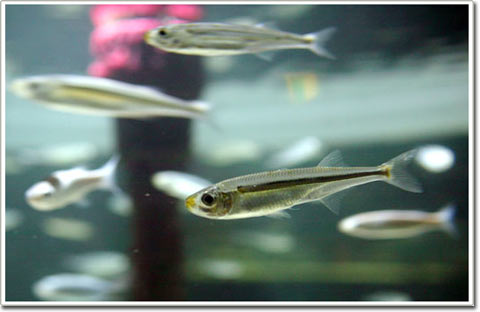 Picture 4 of The mysterious sounds of fish in the ocean