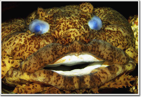 Picture 5 of The mysterious sounds of fish in the ocean