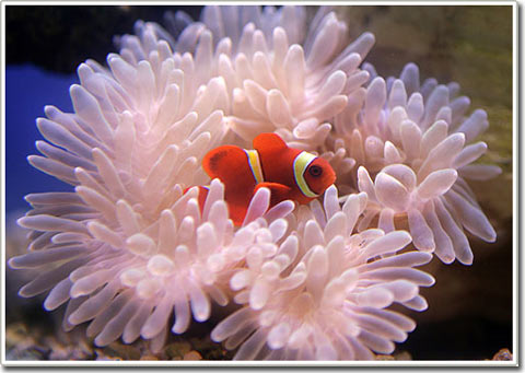 Picture 6 of The mysterious sounds of fish in the ocean