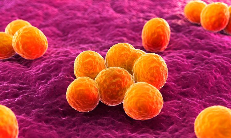 Picture 2 of The mystery behind launching deadly bacteria into space