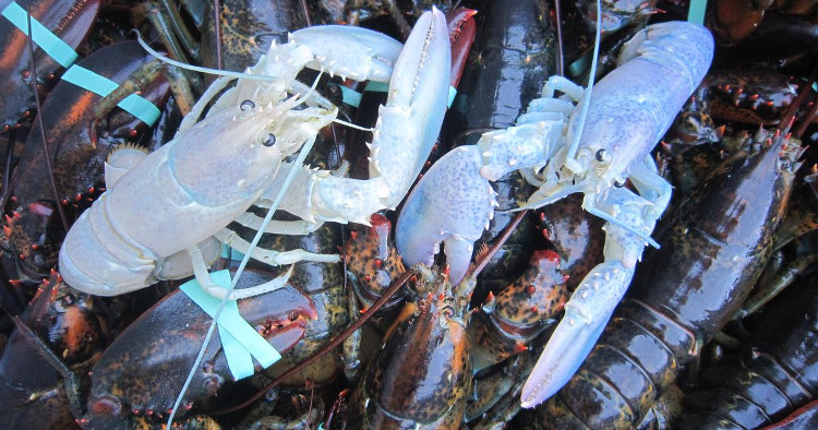 Picture 3 of The mystery behind the lobster during the rare extreme is causing a storm?