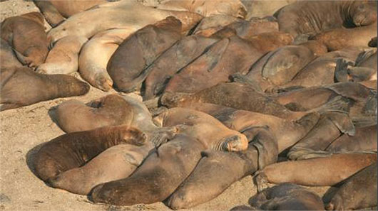 Picture 1 of The mystery cannot decipher the massively deadly beach