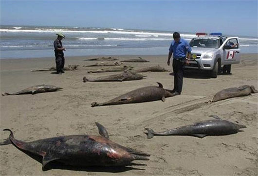 Picture 2 of The mystery cannot decipher the massively deadly beach