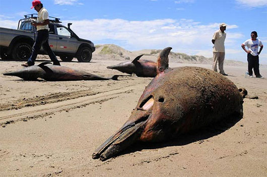 Picture 3 of The mystery cannot decipher the massively deadly beach