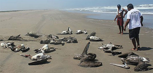 Picture 4 of The mystery cannot decipher the massively deadly beach